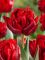 Бокс тюльпанів 72155 Holland Bulb Market - 300 цибулин