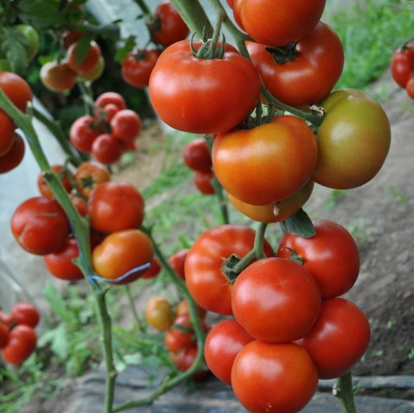 Томат Адріатіка F1 (Насіння) Sakata - 500 шт