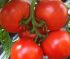 Томат Агилис F1 (Семена) Enza Zaden - 500 шт