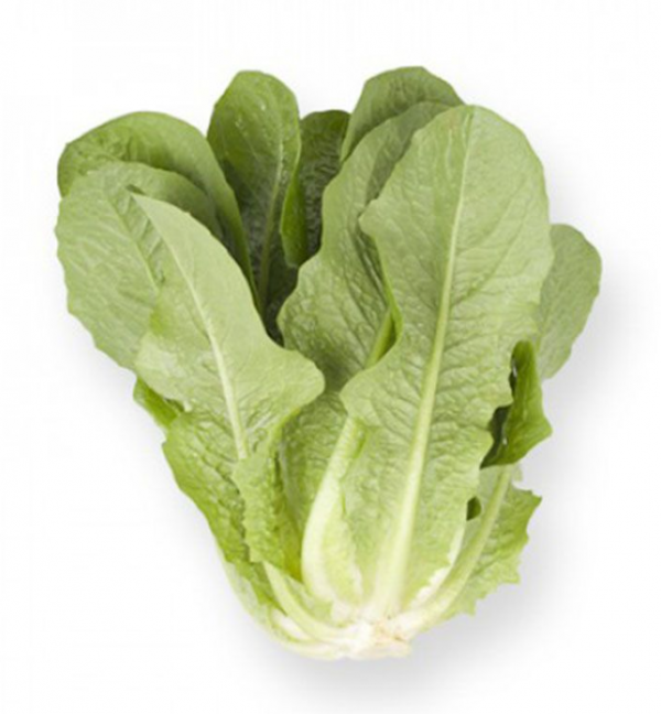 Салат Айвона (Насіння) Rijk Zwaan - 5000 драже