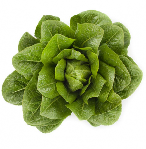 Салат Айвона (Насіння) Rijk Zwaan - 5000 драже