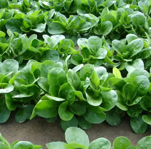 Салат Акцент (Семена) Enza Zaden - 100 000 шт Салат Акцент (Семена) Enza Zaden - 100 000 шт