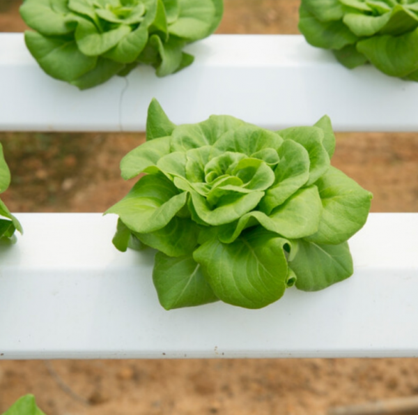 Салат Аквіно (Насіння) Rijk Zwaan - 5000 драже