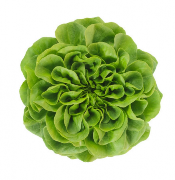 Салат Аквіно (Насіння) Rijk Zwaan - 5000 драже