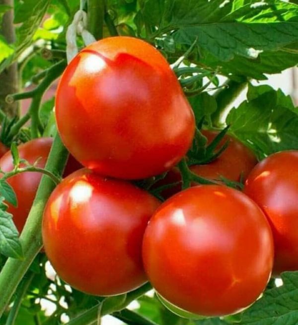 Томат Аламіна F1 (Насіння) Rijk Zwaan - 1000 шт