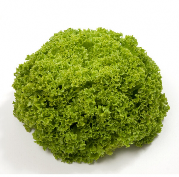 Салат Алеппо (Насіння) Rijk Zwaan - 5000 драже