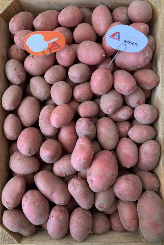 Картопля Алюетт Agrico - 2,5 кг