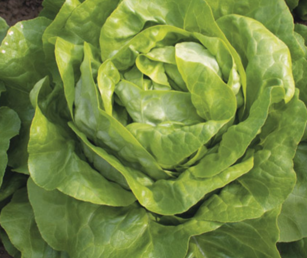 Салат Аналотта (Насіння) Enza Zaden - 1000 шт Салат Аналотта (Насіння) Enza Zaden - 1000 шт