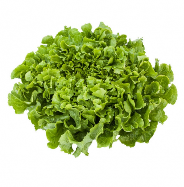 Эндивий Анкони (Семена) Rijk Zwaan - 5000 шт