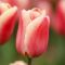 Бокс тюльпанів 72131 Holland Bulb Market - 300 цибулин