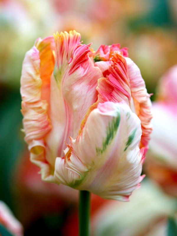 Бокс тюльпанів 72036 Holland Bulb Market - 400 цибулин
