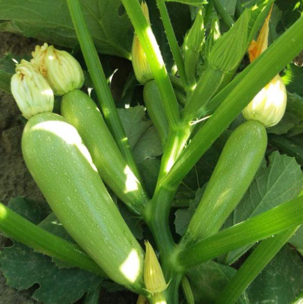 Кабачок Арал F1 (Насіння) Sakata - 100 шт