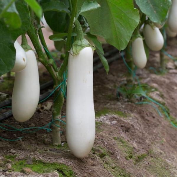 Баклажан Аретуза F1 (Семена) Rijk Zwaan - 1000 шт