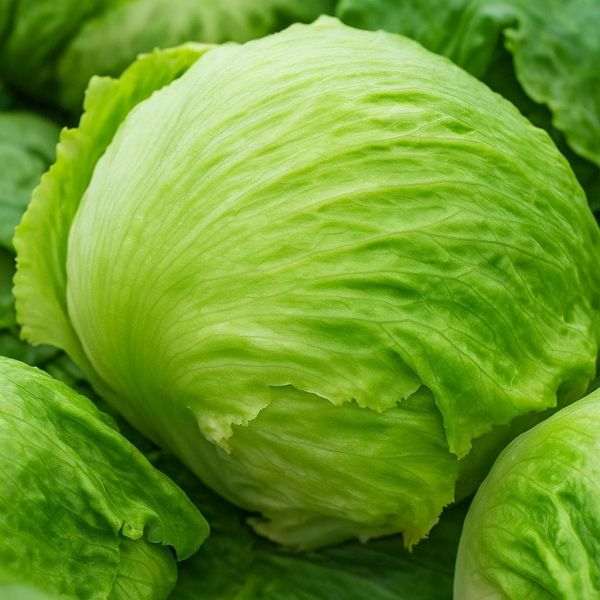 Салат Аруша (Насіння) Rijk Zwaan - 5000 драже