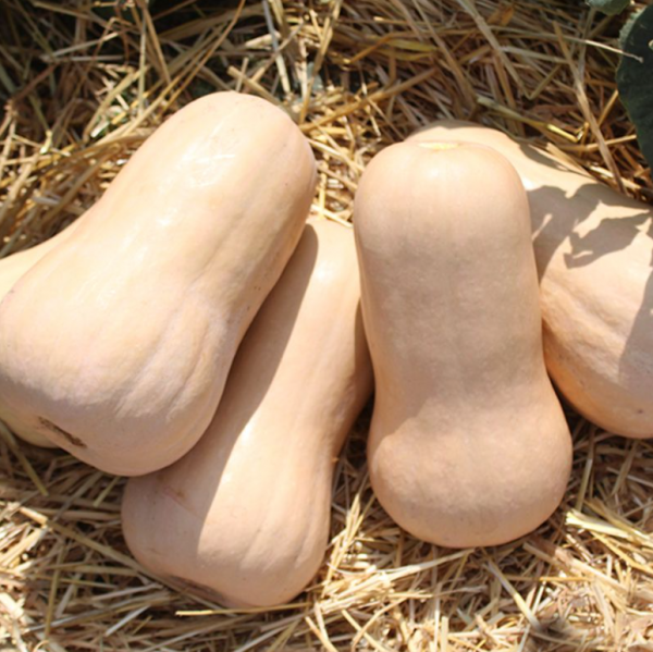 Гарбуз Атлас (Насіння) Sakata - 500 шт