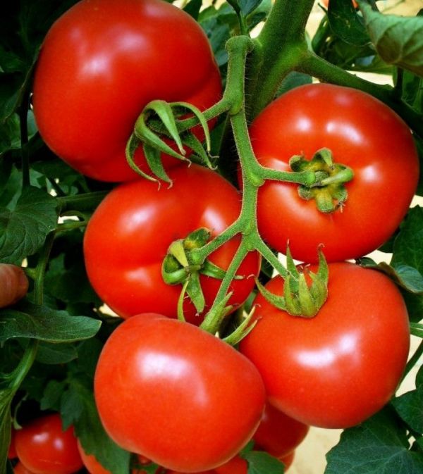 Томат Аттія F1 (Насіння) Rijk Zwaan - 1000 шт