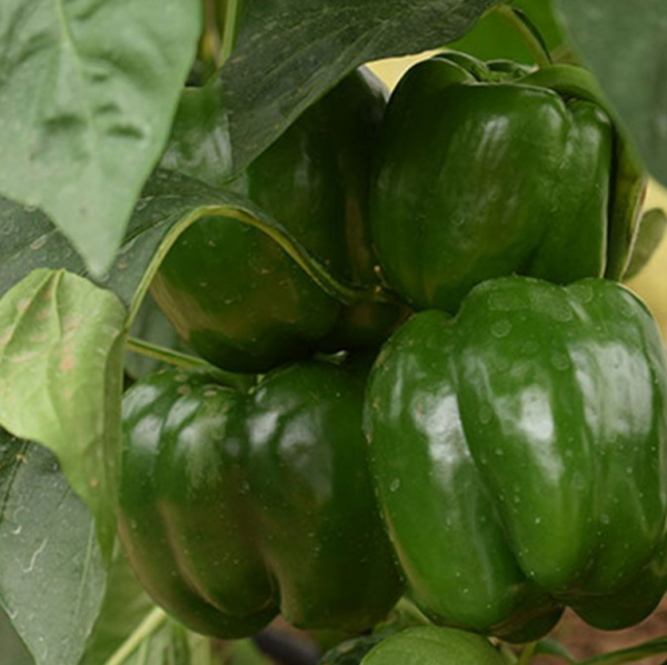 Перець Бачата F1 (Насіння) Rijk Zwaan - 1000 шт