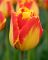 Бокс тюльпанів 72111 Holland Bulb Market - 400 цибулин