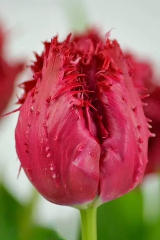 Бокс тюльпанів 72030 Holland Bulb Market - 400 цибулин