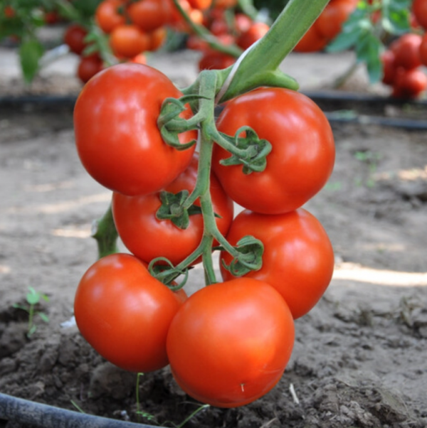 Томат Беллавіза F1 (Насіння) Rijk Zwaan - 100 шт