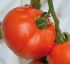 Томат Берберана F1 (Семена) Enza Zaden - 500 шт