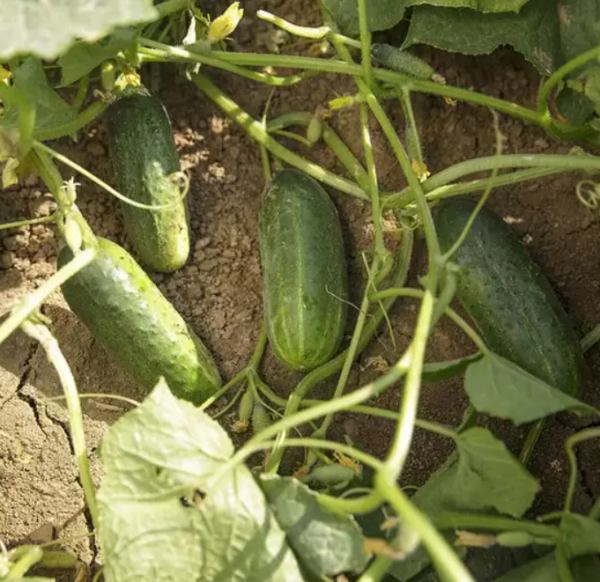 Огурец Берлиоз (Семена) Rijk Zwaan - 250 шт