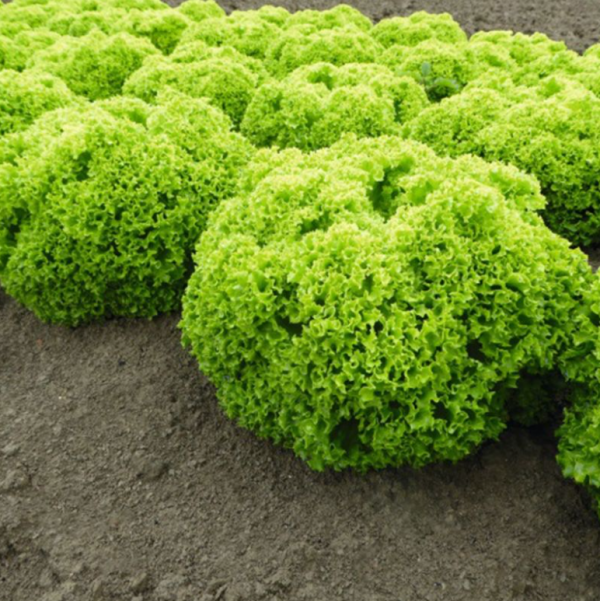 Салат Биондонна (Семена) Enza Zaden - 100 000 шт Салат Биондонна (Семена) Enza Zaden - 100 000 шт