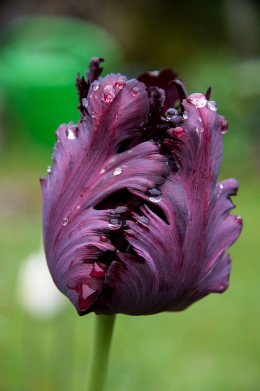 Бокс тюльпанів 72036 Holland Bulb Market - 400 цибулин