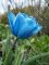 Бокс тюльпанів 72020 Holland Bulb Market - 100 цибулин