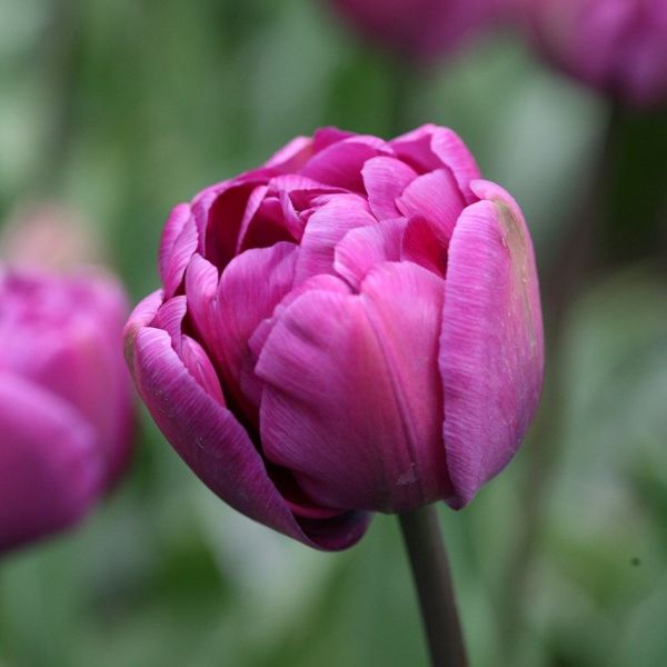 Бокс тюльпанів 72155 Holland Bulb Market - 300 цибулин