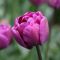 Бокс тюльпанів 72155 Holland Bulb Market - 300 цибулин