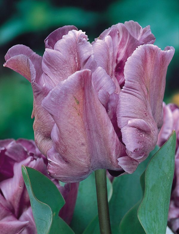 Бокс тюльпанів 72035 Holland Bulb Market - 400 цибулин