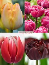 Бокс тюльпанів 72026 Holland Bulb Market - 400 цибулин