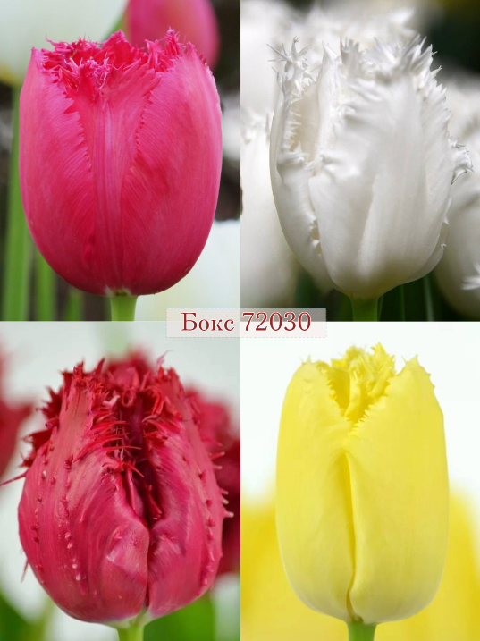 Бокс тюльпанів 72030 Holland Bulb Market - 400 цибулин