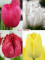 Бокс тюльпанів 72030 Holland Bulb Market - 400 цибулин