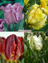 Бокс тюльпанів 72035 Holland Bulb Market - 400 цибулин