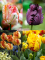 Бокс тюльпанів 72036 Holland Bulb Market - 400 цибулин