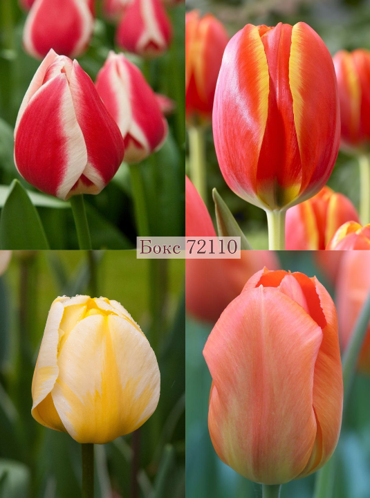Бокс тюльпанів 72110 Holland Bulb Market - 300 цибулин
