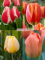 Бокс тюльпанів 72110 Holland Bulb Market - 300 цибулин