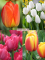 Бокс тюльпанів 72112 Holland Bulb Market - 300 цибулин