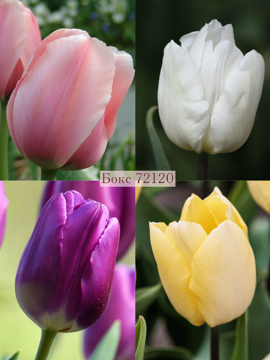 Бокс тюльпанів 72120 Holland Bulb Market - 300 цибулин