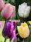 Бокс тюльпанів 72120 Holland Bulb Market - 300 цибулин