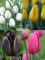 Бокс тюльпанів 72126 Holland Bulb Market - 300 цибулин