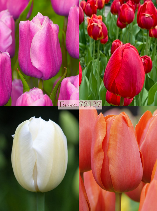Бокс тюльпанів 72127 Holland Bulb Market - 300 цибулин