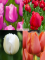 Бокс тюльпанів 72127 Holland Bulb Market - 300 цибулин