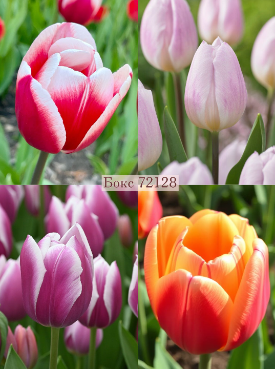 Бокс тюльпанів 72128 Holland Bulb Market - 300 цибулин