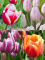 Бокс тюльпанів 72128 Holland Bulb Market - 300 цибулин
