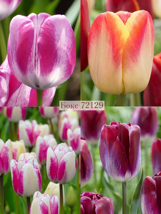 Бокс тюльпанів 72129 Holland Bulb Market - 300 цибулин