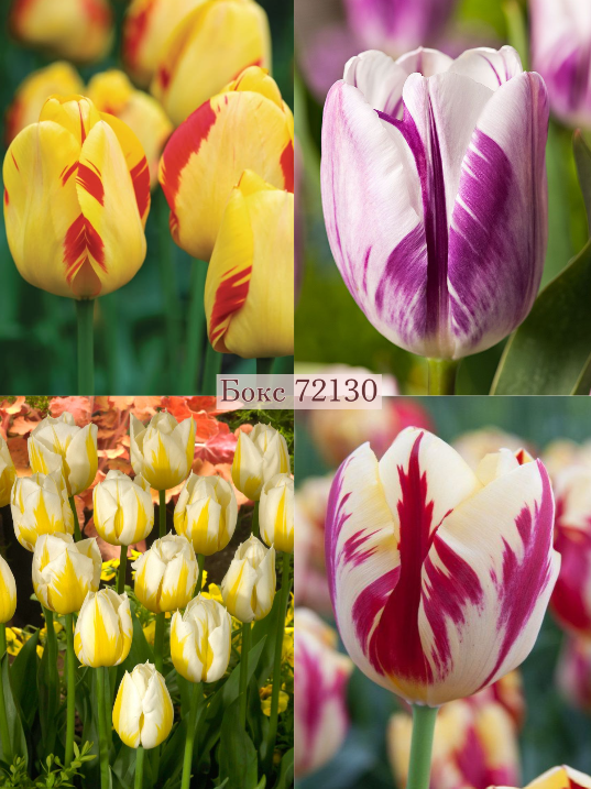 Бокс тюльпанів 72130 Holland Bulb Market - 300 цибулин