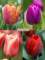 Бокс тюльпанів 72131 Holland Bulb Market - 300 цибулин